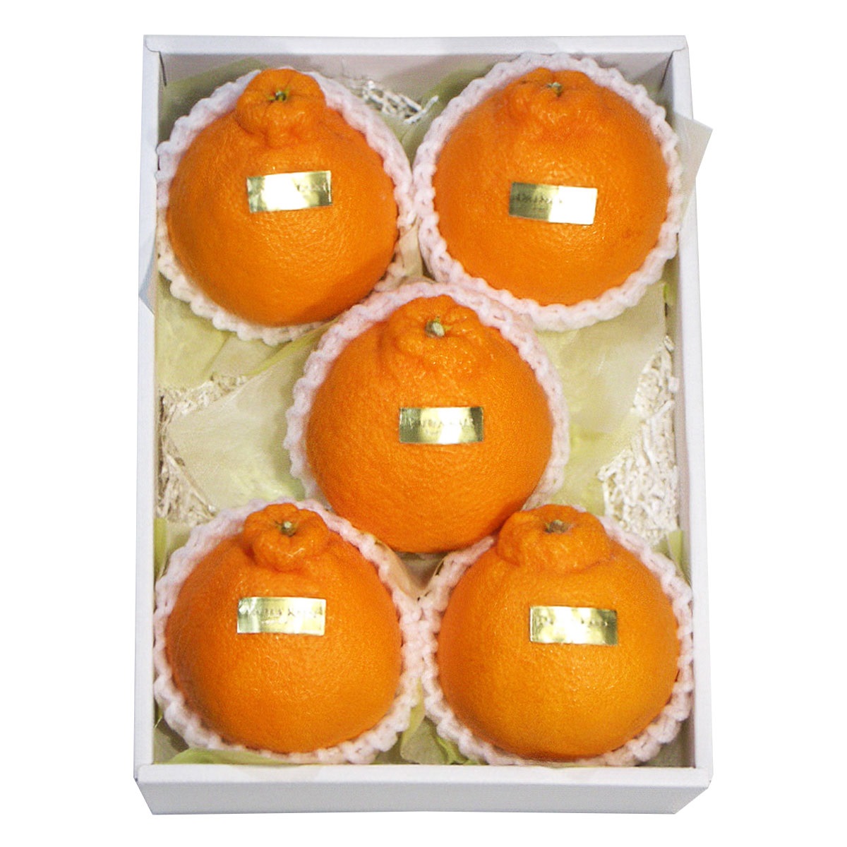 【約1.5ｋg】熊本　デコポン DP-60CK