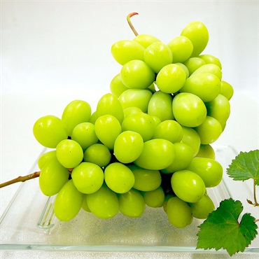 【約1.2ｋg】シャインマスカット SYMｰ２０CK