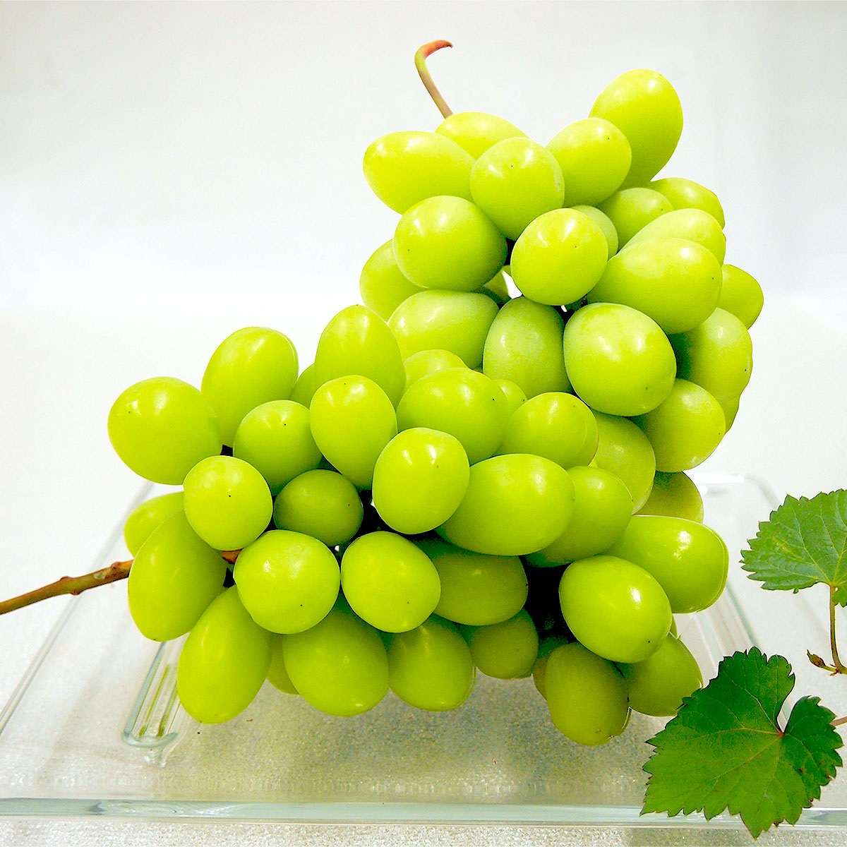 【約1.2ｋg】シャインマスカット SYMｰ２０CK