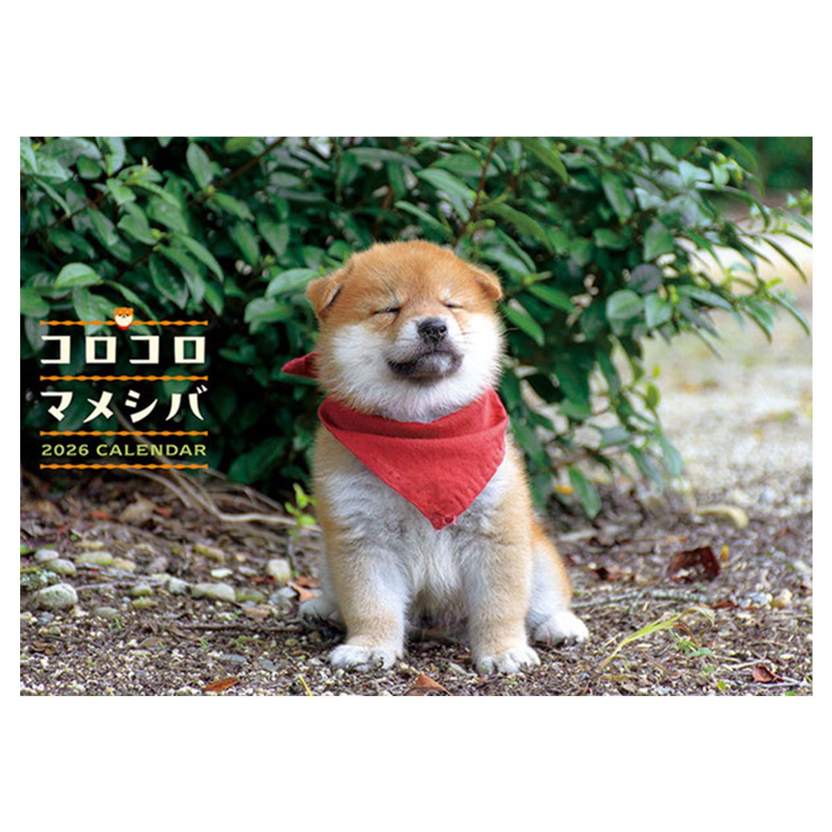 トライエックス　カレンダー　コロコロマメシバ　ＣＬー３８１