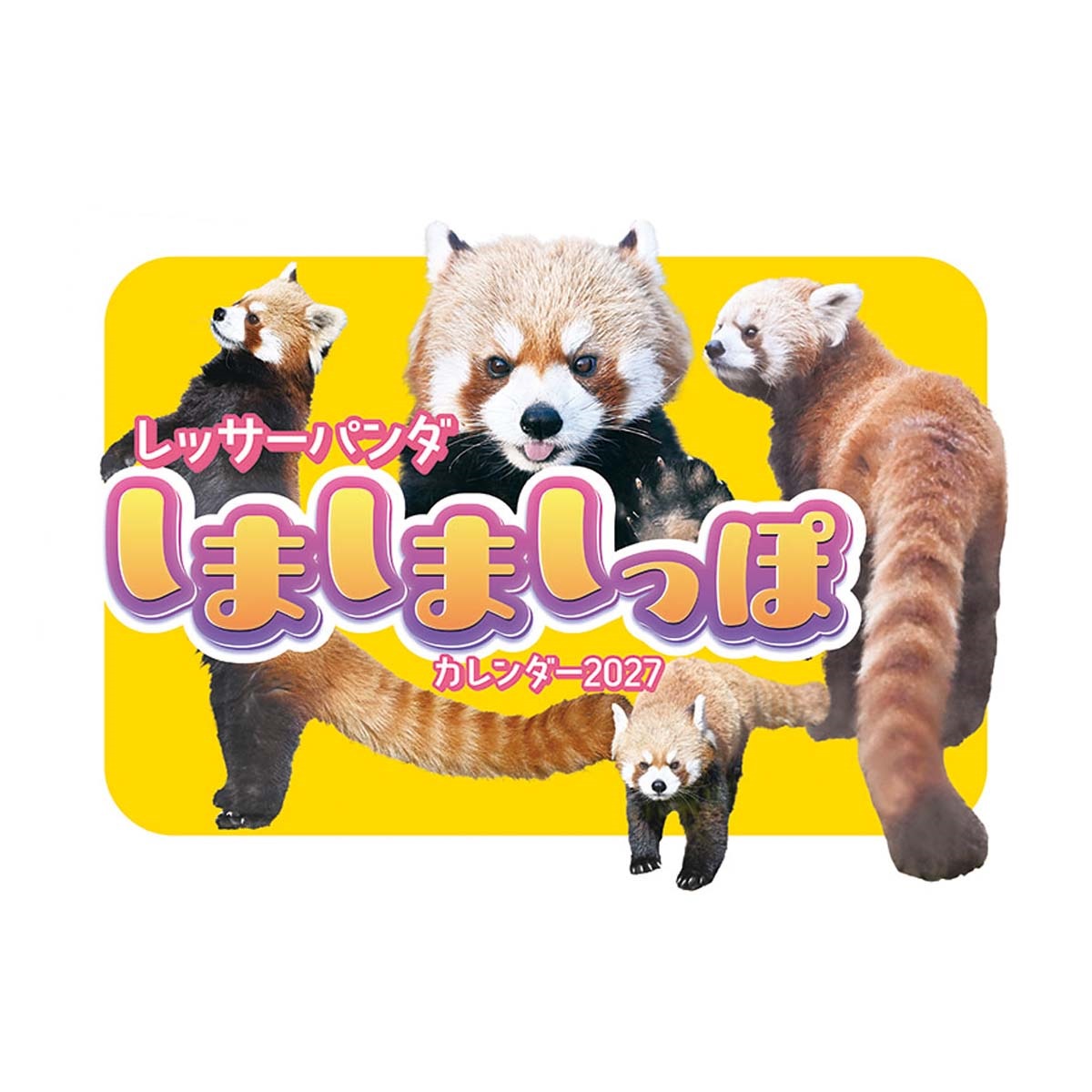 トライエックス　レッサーパンダのしましましっぽカレンダー　27CL-386