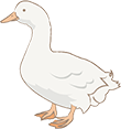 ダック