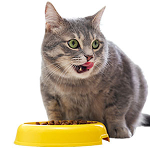 ねこちゃん用フード